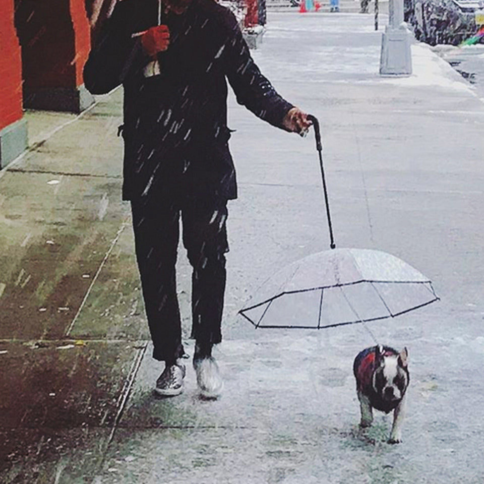 Dog's Transparent Umbrella