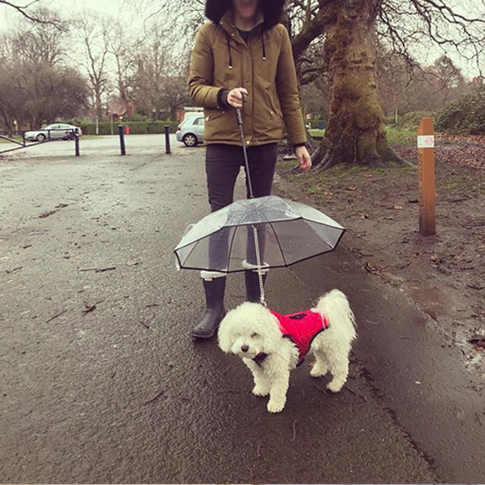 Dog's Transparent Umbrella